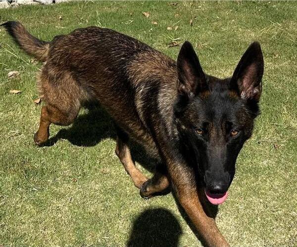 Medium Photo #2 Mutt Puppy For Sale in Redlands, CA, USA