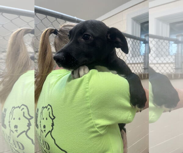 Medium Photo #1 Collie-Unknown Mix Puppy For Sale in Hilton Head, SC, USA