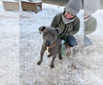 Small Photo #8 American Pit Bull Terrier-Unknown Mix Puppy For Sale in Brewster, NY, USA