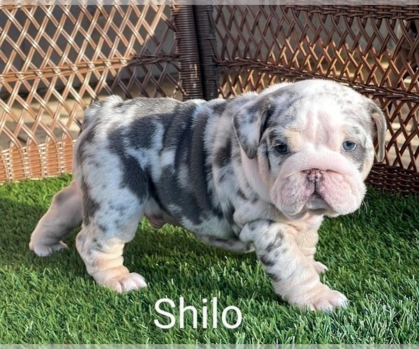 Medium Photo #3 English Bulldog Puppy For Sale in RIVERSIDE, CA, USA