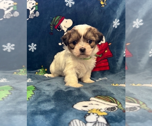 Medium Photo #1 Zuchon Puppy For Sale in NEW YORK MILLS, MN, USA