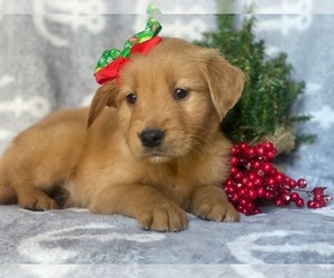 View Ad: Golden Retriever Puppy for Sale near ...