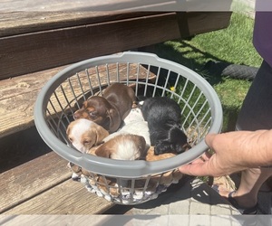 Dachshund Puppy for sale in COLORADO SPRINGS, CO, USA
