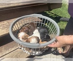 Image preview for Ad Listing. Nickname: Litter of 6