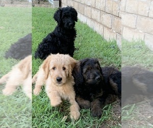 Goldendoodle Puppy for Sale in LOS ANGELES, California USA