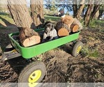 Small Photo #21 German Shorthaired Pointer Puppy For Sale in EVANSVILLE, WY, USA