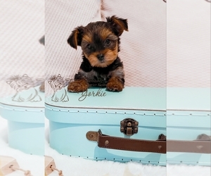Yorkshire Terrier Puppy for sale in ORCHARDS, WA, USA