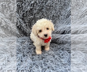 Cavapoo Puppy for sale in JEFFERSONVILLE, IN, USA