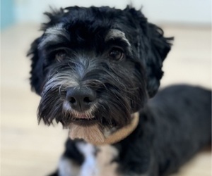 Father of the Havanese puppies born on 04/14/2025