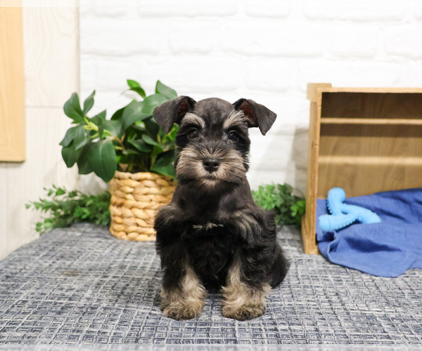 Medium Photo #7 Schnauzer (Miniature) Puppy For Sale in SYRACUSE, IN, USA