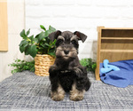 Small #6 Schnauzer (Miniature)