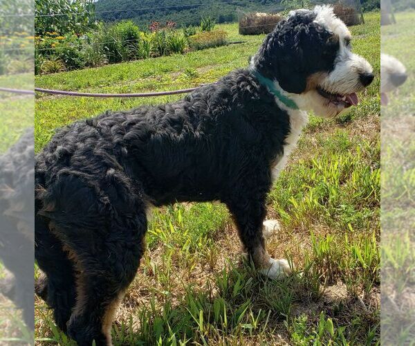Medium Photo #1 Bernedoodle (Miniature) Puppy For Sale in SUNBURY, PA, USA