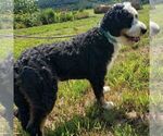 Small Photo #1 Bernedoodle (Miniature) Puppy For Sale in SUNBURY, PA, USA