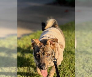Rylo - Male Border Terrier-Chihuahua Mix Dog for Adoption - Photo #8