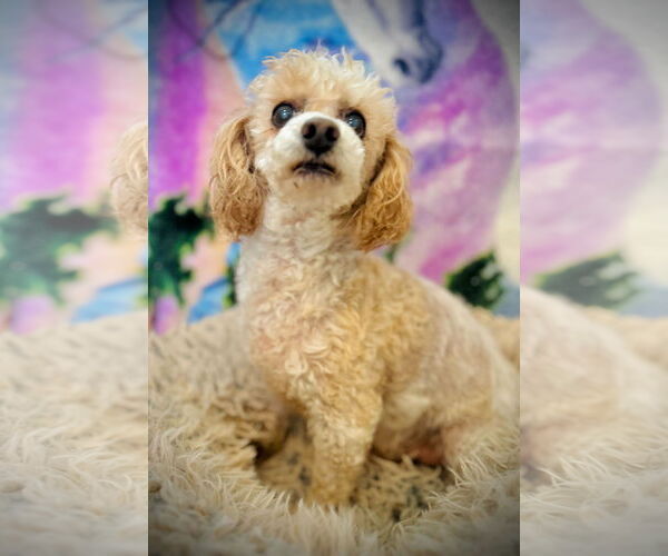 Medium Photo #2 Poodle (Miniature) Puppy For Sale in Pacolet, SC, USA