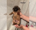 Puppy Baxter Shih Apso
