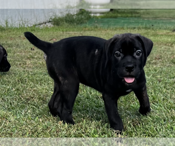 Medium Photo #1 Cane Corso Puppy For Sale in AYNOR, SC, USA