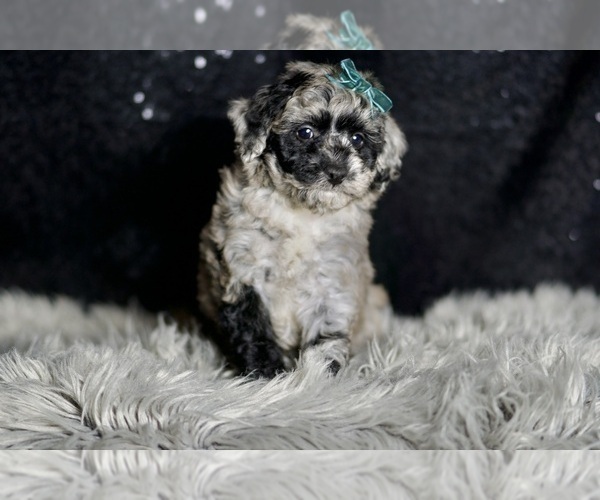 Medium Photo #2 Maltipoo Puppy For Sale in WARSAW, IN, USA