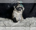 Small #1 Maltipoo