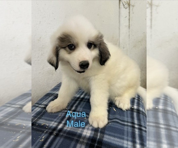 Medium Photo #1 Great Pyrenees Puppy For Sale in KEOTA, IA, USA