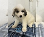 Small Great Pyrenees
