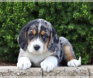 Australian Shepherd-Beagle Mix Puppy for sale in FREDERICKSBG, OH, USA