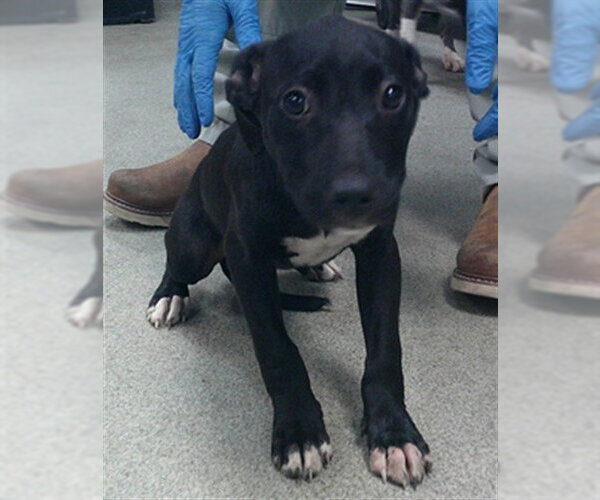 Medium Photo #1 Staffordshire Bull Terrier-Unknown Mix Puppy For Sale in Oklahoma City, OK, USA