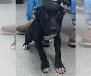 Staffordshire Bull Terrier-Unknown Mix Dogs for adoption in Oklahoma City, OK, USA