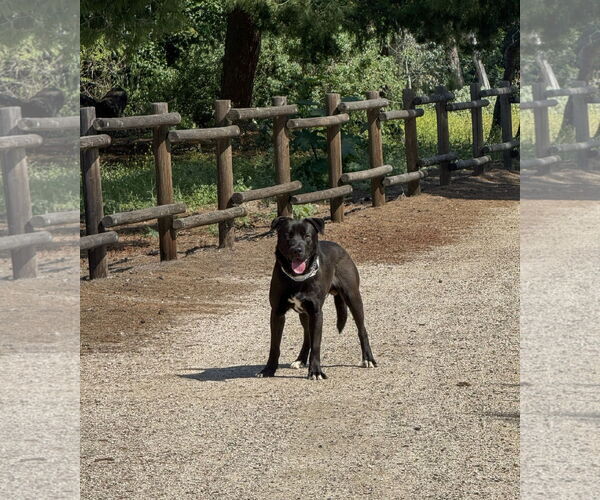 Medium Photo #2 Labrador Retriever-Unknown Mix Puppy For Sale in San Diego, CA, USA
