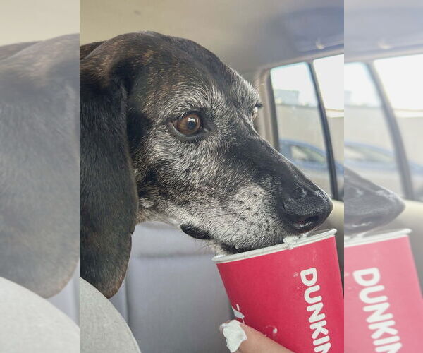 Medium Photo #1 Plott Hound Puppy For Sale in Candler, NC, USA