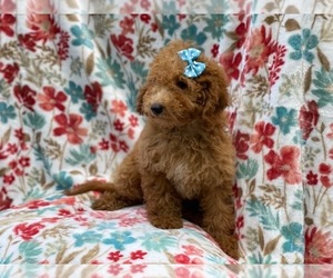 Goldendoodle-Poodle (Miniature) Mix Puppy for sale in LAKELAND, FL, USA