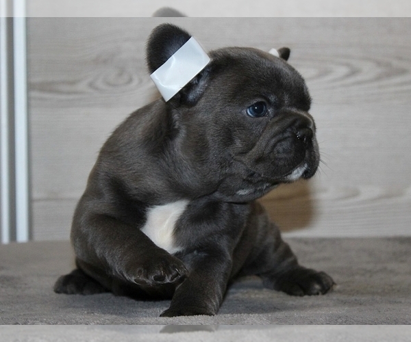 Medium Photo #3 French Bulldog Puppy For Sale in CLINTON, NJ, USA