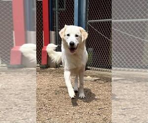 Great Pyrenees-Unknown Mix Dogs for adoption in Plano, TX, USA