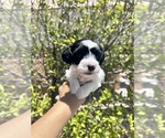 Small #4 Maltipoo