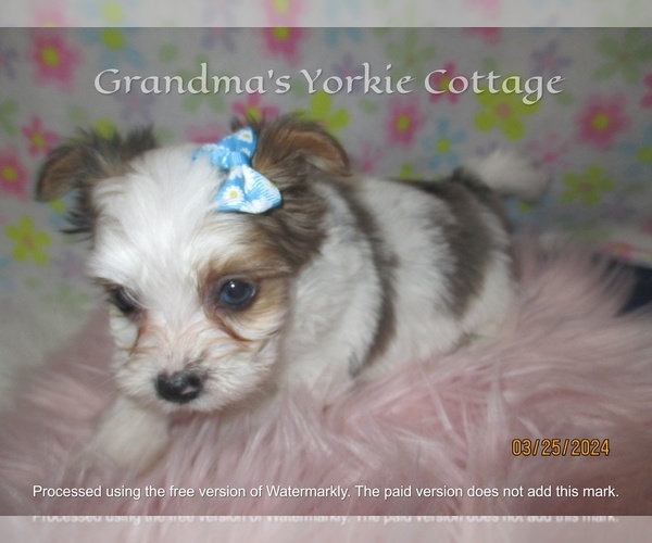 Medium Photo #1 Yorkshire Terrier Puppy For Sale in GALVA, IL, USA