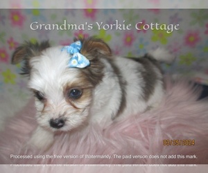 Yorkshire Terrier Puppy for Sale in GALVA, Illinois USA