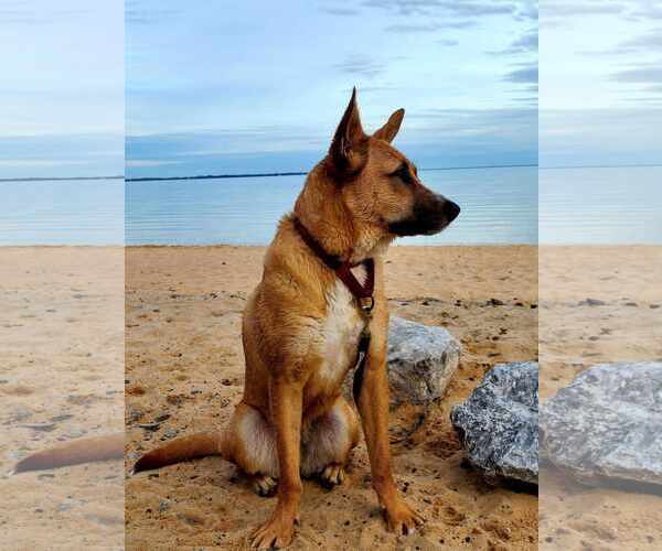 Medium Photo #1 German Shepherd Dog-Unknown Mix Puppy For Sale in Pensacola, FL, USA