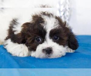 Shih-Poo Puppy for sale in BEL AIR, MD, USA