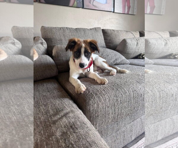 Medium Photo #3 Mutt Puppy For Sale in New London, WI, USA