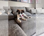 Small #2 Mutt