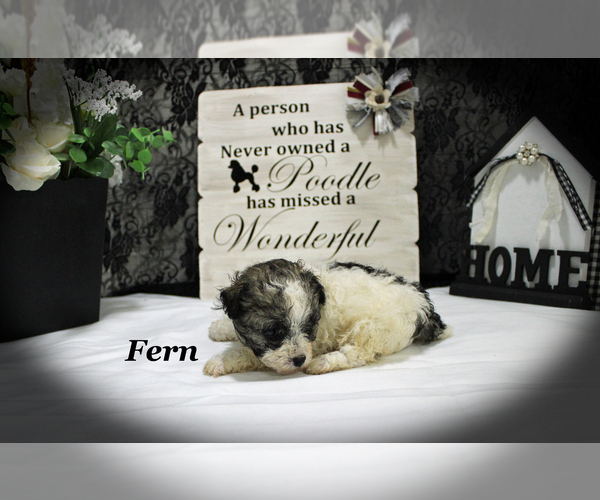 Medium Photo #17 Poodle (Toy) Puppy For Sale in CHANUTE, KS, USA