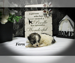 Small #16 Poodle (Toy)