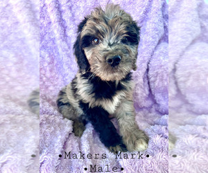 Aussiedoodle Miniature Puppy for sale in TUCSON, AZ, USA