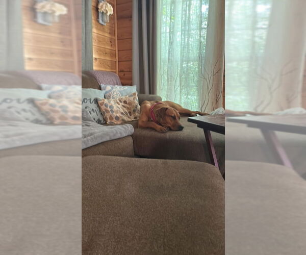 Medium Photo #4 Labrador Retriever-Rhodesian Ridgeback Mix Puppy For Sale in Ball Ground, GA, USA