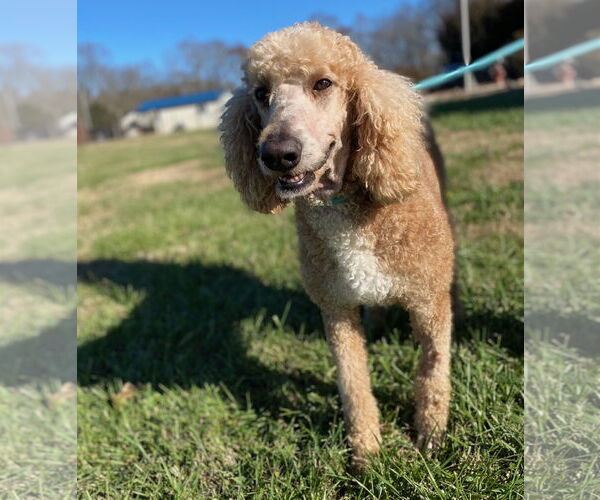 Medium Photo #4 Poodle (Standard) Puppy For Sale in Pacolet, SC, USA