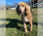 Small #3 Poodle (Standard)