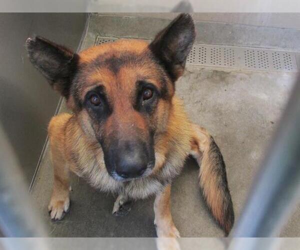 Medium Photo #1 German Shepherd Dog Puppy For Sale in Orange, CA, USA