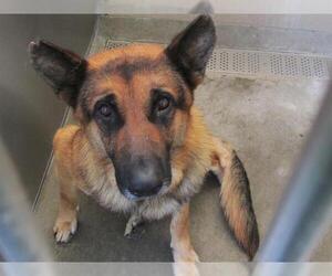 German Shepherd Dog Dogs for adoption in Orange, CA, USA