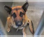 Small German Shepherd Dog