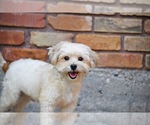 Small #1 Shih Tzu Mix